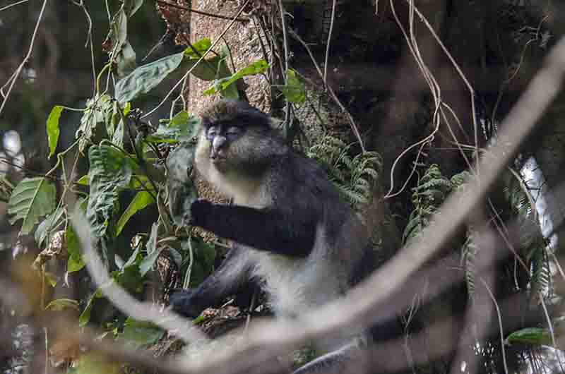 50 - Mono Red-Tailed o Cola Roja - parque nacional de la selva de Nyungwe - Ruanda
